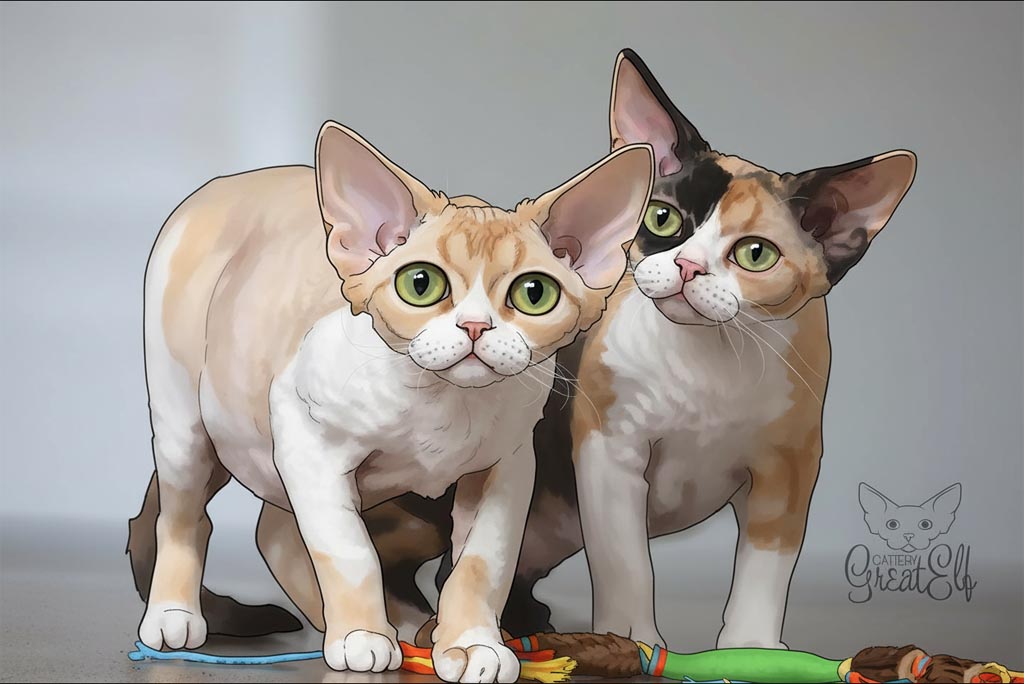 Devon Rex kittens from Great Elf cattery for sale in USA and Canada